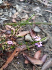 Euryomyrtus ramosissima ramosissima