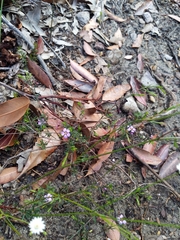 Euryomyrtus ramosissima ramosissima
