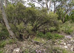 Hakea rostrata