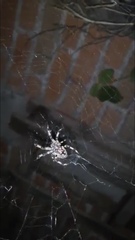 Araneae