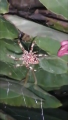 Araneae