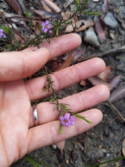 Euryomyrtus ramosissima ramosissima