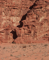 Oryx leucoryx