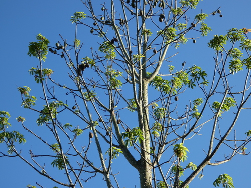 Kapok Tree