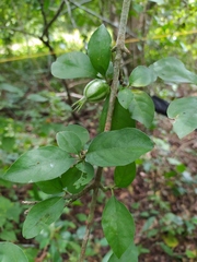 Rosenbergiodendron formosum