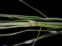 Eragrostis frankii
