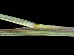 Eragrostis frankii