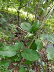 Rosenbergiodendron formosum
