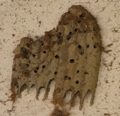 Trypoxylon albitarse