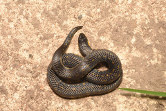Thickhead Ground Snake photo 4