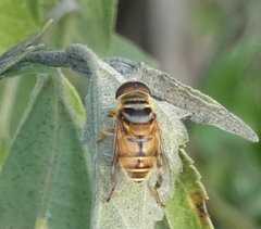 Palpada vinetorum