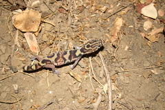 Coleonyx