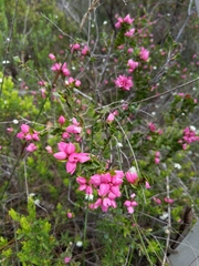 Boronia serrulata