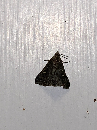 Smoky Tetanolita Moth photo 4