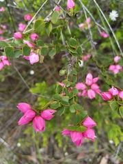 Boronia serrulata