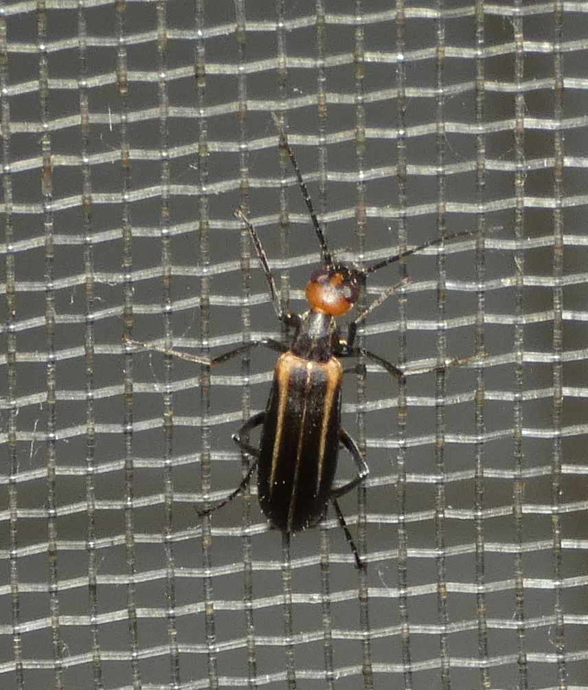 Epicauta grammica