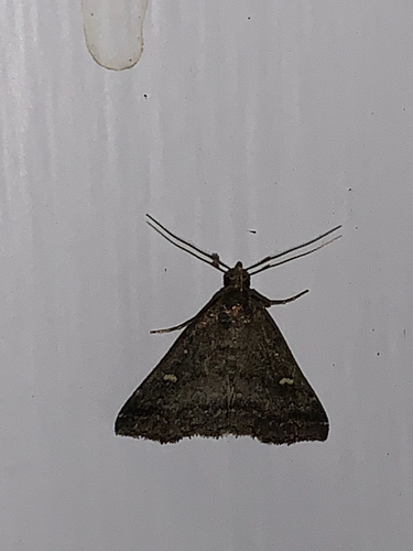 Smoky Tetanolita Moth photo 5