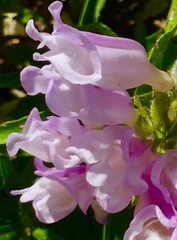 Penstemon lyallii