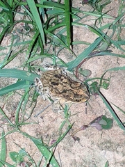 Rhinella major