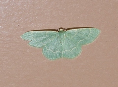 Chlorochlamys phyllinaria