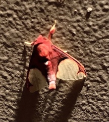 Pseudepimolis incarnata