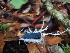 Cerogenes auricoma