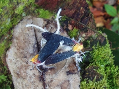 Cerogenes auricoma
