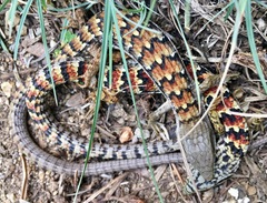 Elgaria multicarinata webbii