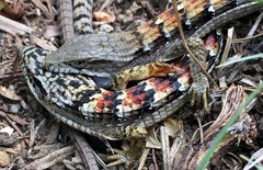 Elgaria multicarinata webbii