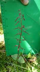 Neottia bifolia