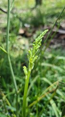 Microtis frutetorum