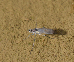 Hydrophorus