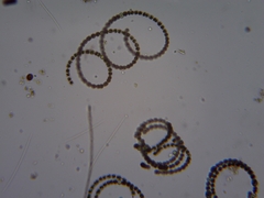 Nostocales