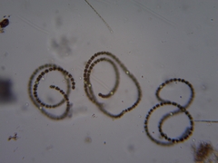 Nostocales