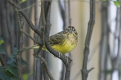 Emberiza rutila
