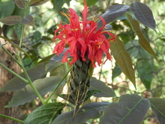 Pachystachys spicata