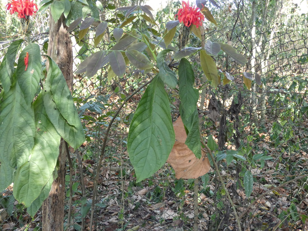 Cardinal's-guard (Pachystachys spicata)