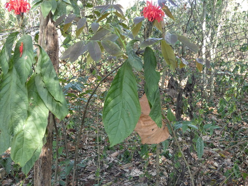 Cardinal's-guard (Pachystachys spicata)
