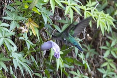 Chlorostilbon lucidus