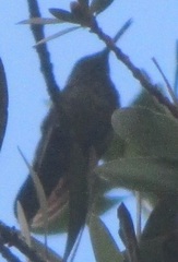 Saucerottia beryllina