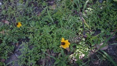 Ratibida coahuilensis