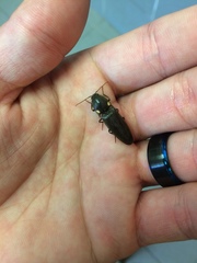 Deilelater physoderus