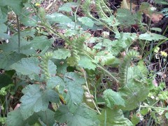 Phacelia malvifolia