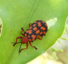 Sceloenopla maculata