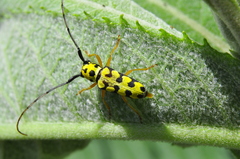 Zeale nigromaculata