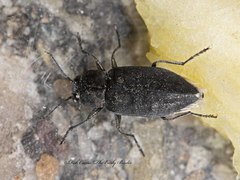 Melanophila acuminata