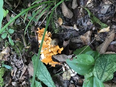 Craterellus odoratus
