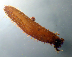 Staurothyone inconspicua