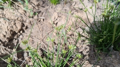 Isolepis trachysperma