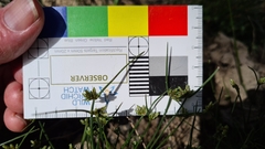 Isolepis trachysperma